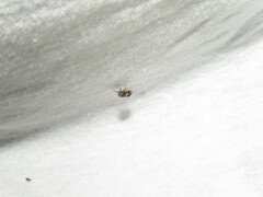 Clastoptera obtusa