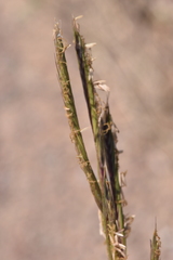 Sporobolus michauxianus