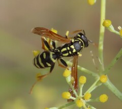 Polistes gallicus