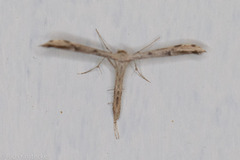 Adaina ambrosiae