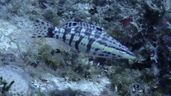 Serranus tigrinus