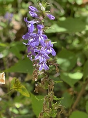 Lobelia