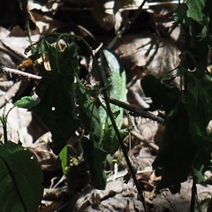 Lacerta viridis