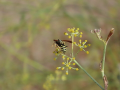 Polistes gallicus
