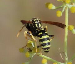 Polistes gallicus