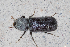 Apatides fortis