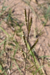 Sporobolus michauxianus