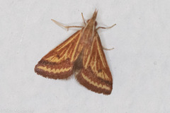 Microtheoris ophionalis