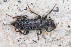 Duboisius barri