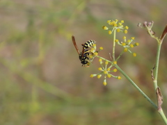 Polistes gallicus