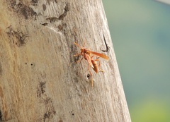 Polistes carnifex
