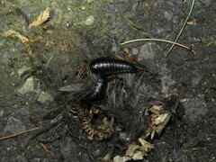 Necrophila americana