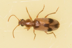 Notoxus haustrus