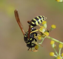 Polistes gallicus