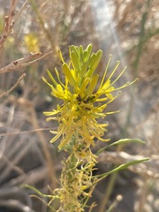 Stanleya pinnata
