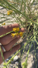 Lepidospartum squamatum