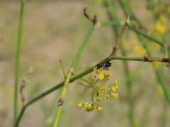 Hylaeus