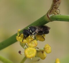Hylaeus