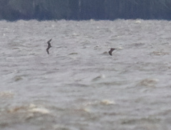 Onychoprion fuscatus