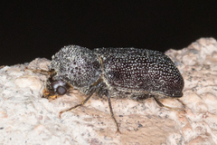 Apatides fortis
