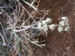 Seseli tommasinii