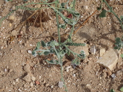 Heliotropium europaeum