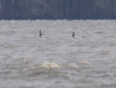 Onychoprion fuscatus