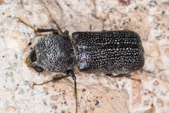 Apatides fortis