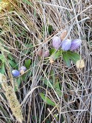 Gentiana andrewsii