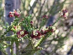 Passerina