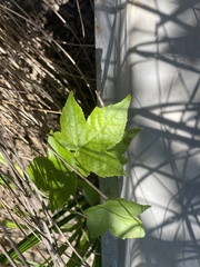 Liquidambar