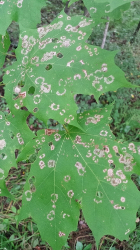 Maple Leafcutter Moth