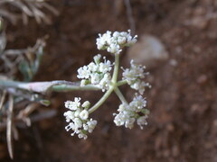 Seseli tommasinii
