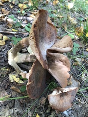 Armillaria gallica