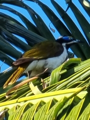 Entomyzon cyanotis