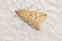 Achyra bifidalis