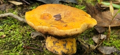 Tylopilus balloui