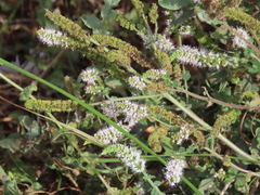 Mentha suaveolens
