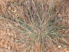 Seseli tommasinii