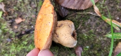 Tylopilus balloui
