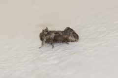 Acrolophus piger