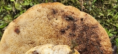 Tylopilus balloui
