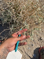 Tidestromia suffruticosa