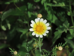 Glebionis coronaria