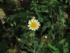 Glebionis coronaria