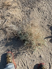 Tidestromia suffruticosa