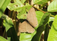 Euptychiina