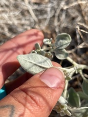 Tidestromia suffruticosa