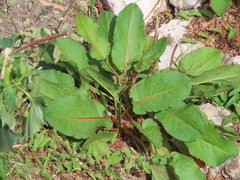 Rumex obtusifolius