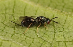 Monodontomerus obscurus